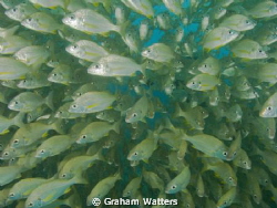 A Shoal of fish on a dive site in Tenerife by Graham Watters 
